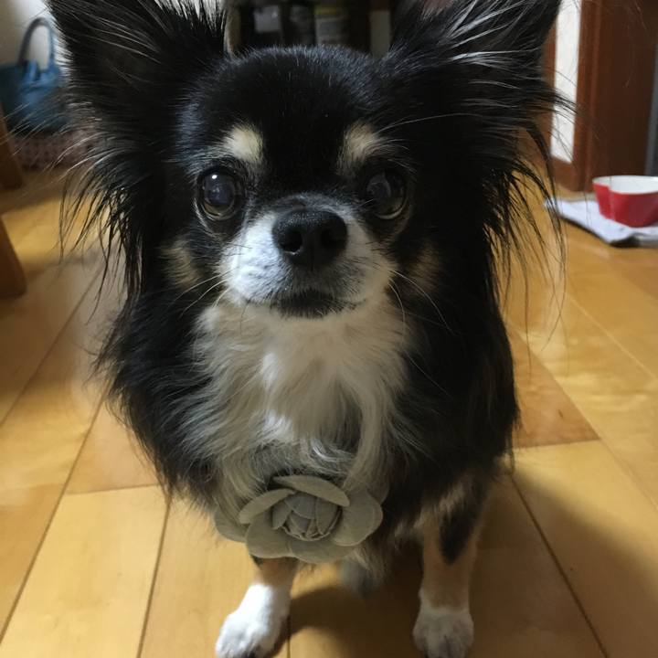 10f5f913 b138 4414 9772 52c8ebaba0e3 1510370437858