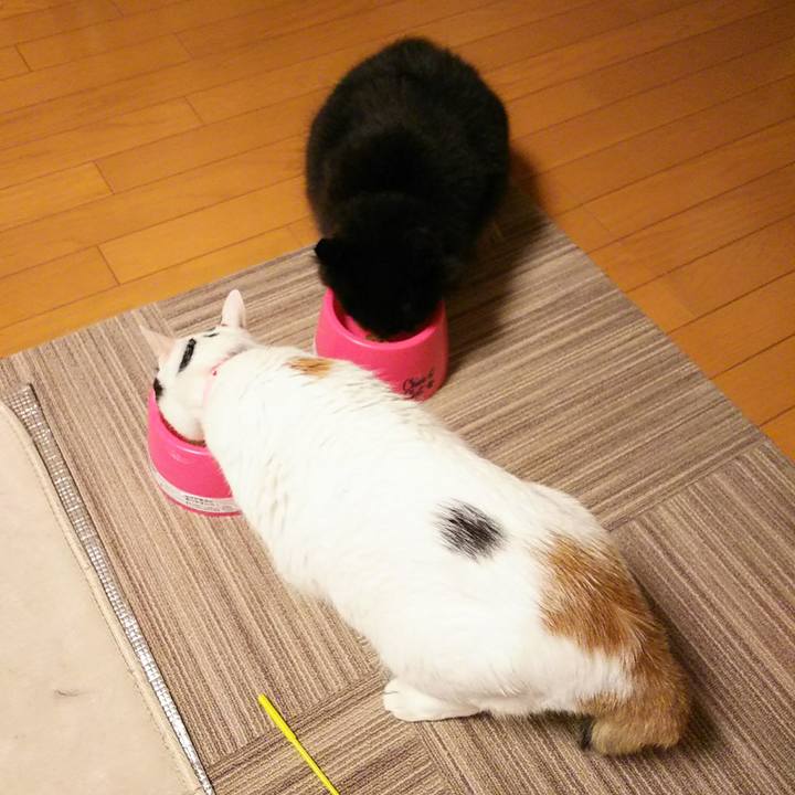 10f654a4 5c69 4e6d bc98 d694f30306d3 1524839538241