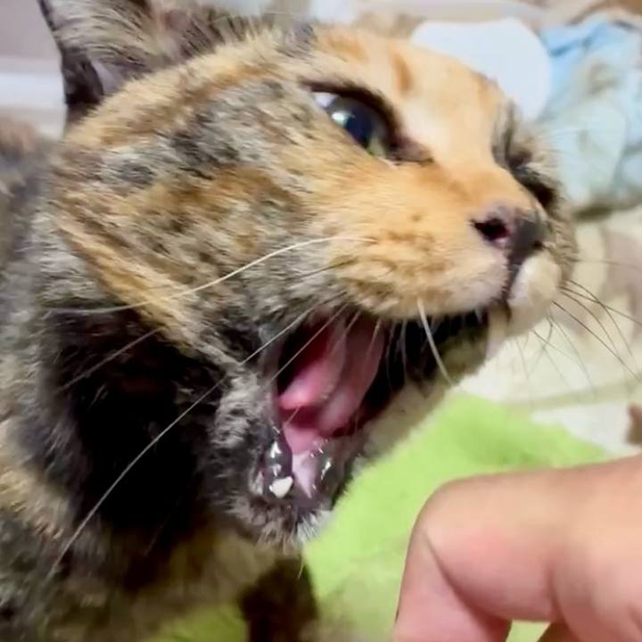 10f83366 851d 4400 a3f2 40a069df0163 1765484427305