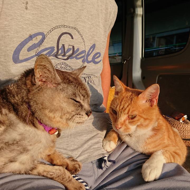 10f9b4cb 4aaf 4552 911a 54acb9ce9fc9 1597268836604