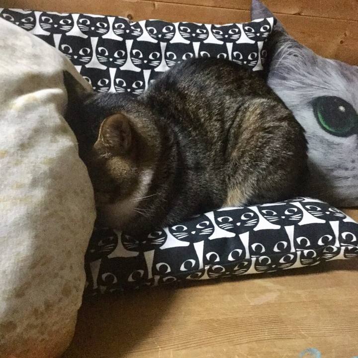 10fba73e a956 45ff 87c8 a77048249392 1545071038006