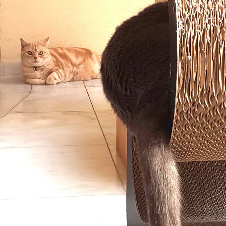 10fc3e2a 37c3 4a0f a668 084bbbea4881 1554598395137