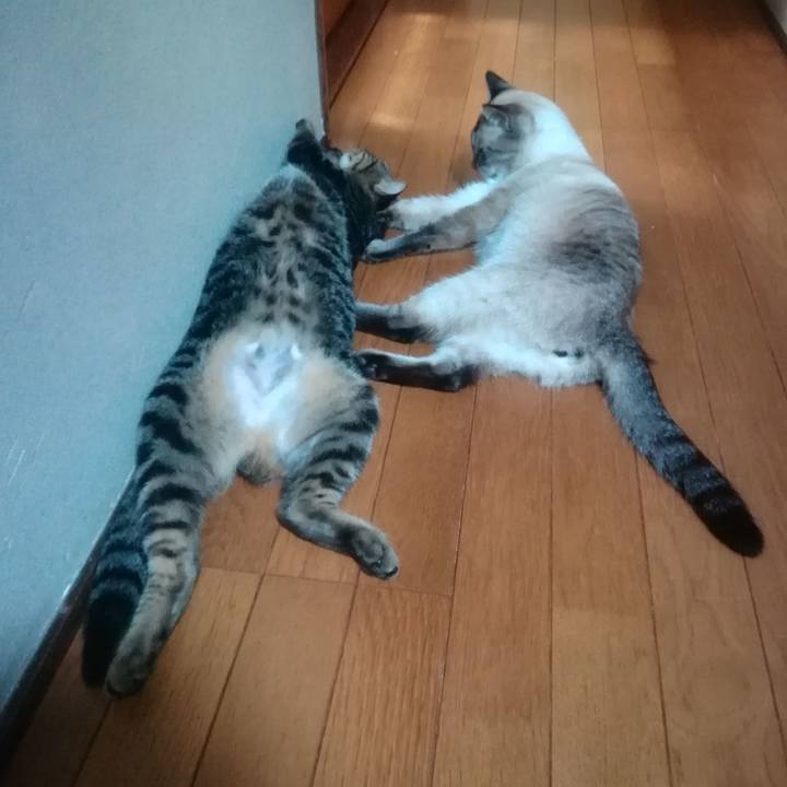 10fd0f0c 9d17 40ea b9ce 5fb96b34d8dc 1535543387219