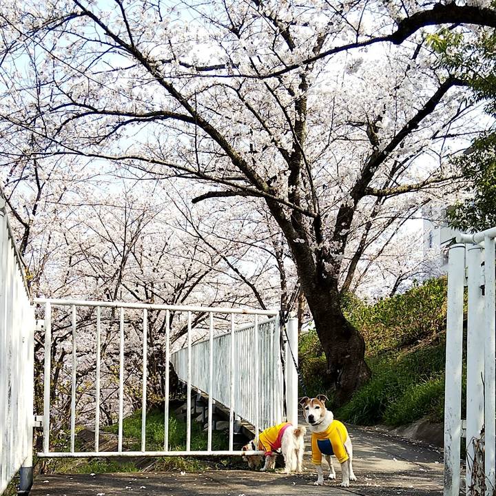 10fece63 3785 46ea b765 39df34c9db8d 1554531225870