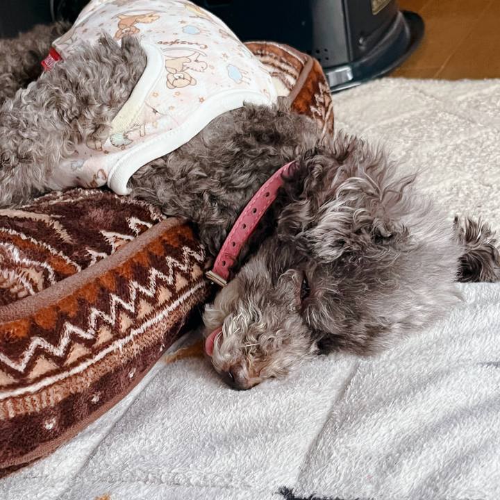 11004431 a276 4861 8e78 5324cdf5312d 1668582850930