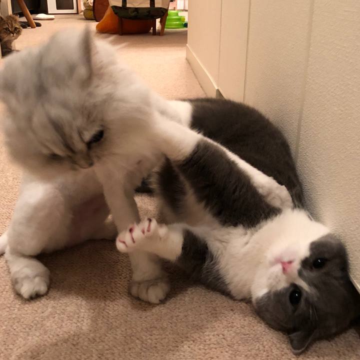 1103c77c 0054 405a 885e dd73bc321f12 1524270588773