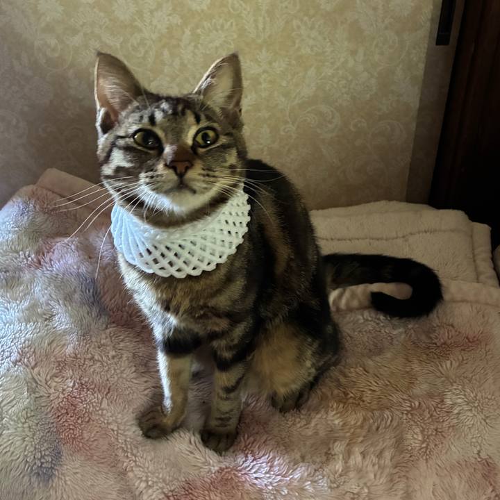 1104a4cf 274a 4f97 859a bff9254a1ee8 1752290206977