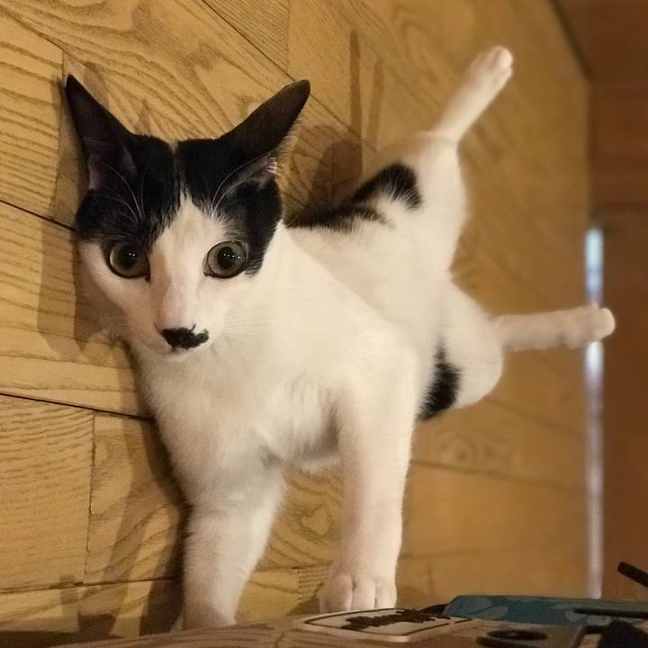 1107c032 176d 453a aed7 fc67d481081a 1517442577519