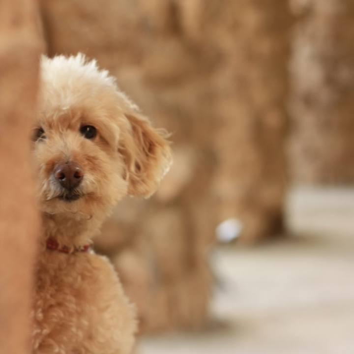 11081fa5 f93e 4dca be27 ecd150243adf 1527774977038