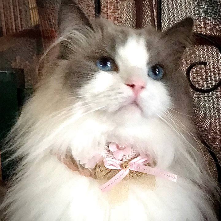 1108d036 540f 4fdb b1df c5c9e8ca46a6 1597130005993