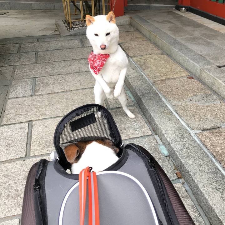 110a3333 78a7 4899 b15f 109e2bf9541a 1529236685516