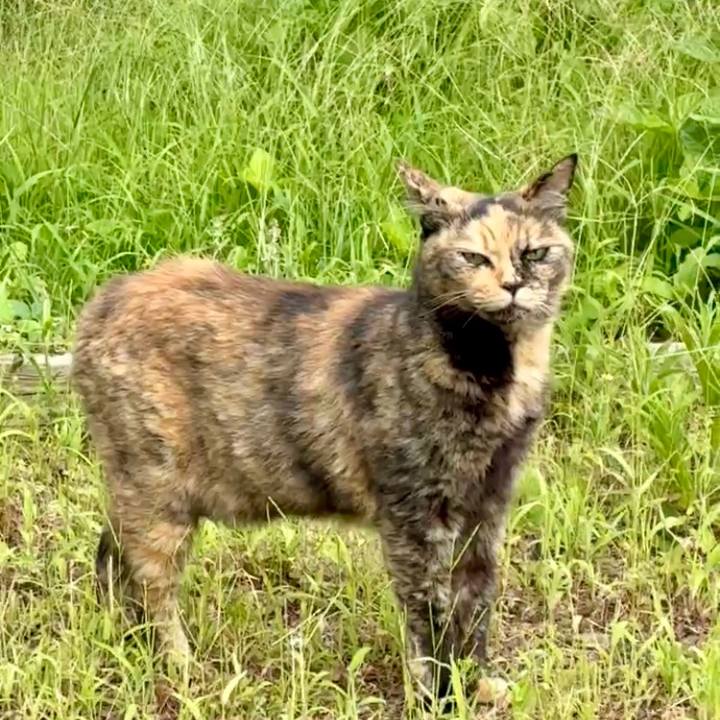 110afee1 d66a 498d b909 12a414b0b1ce 1752029815343