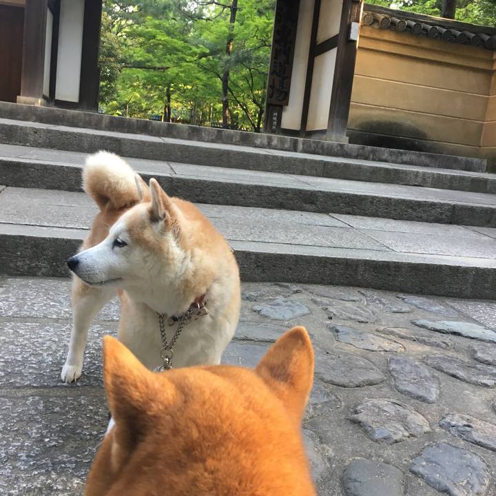 110cff86 85bc 4566 8441 dbaaaecb8ae2 1524371596972