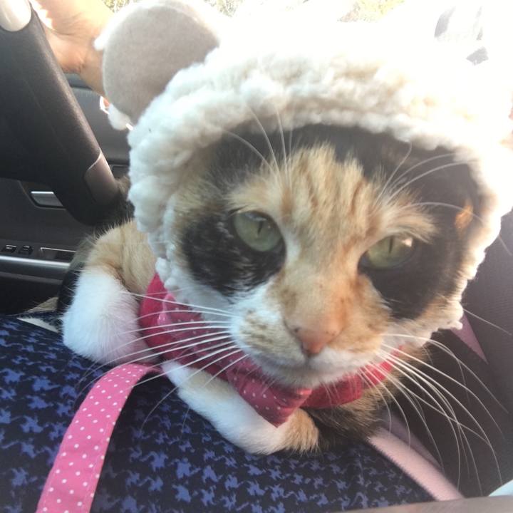 110d8558 a214 4e53 9213 5a7c052f1601 1513922402593