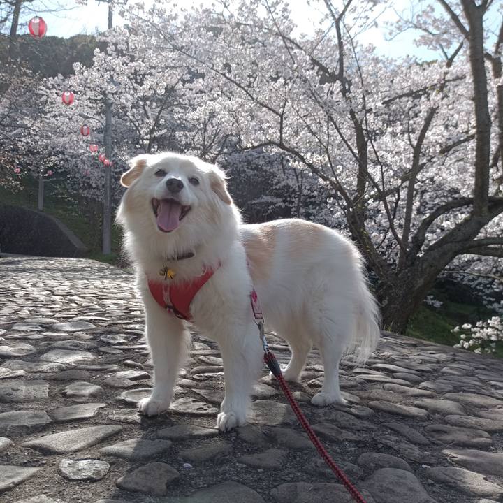 110e26f8 88ad 4c07 80ce 5ff3a34f7ed0 1680071599538