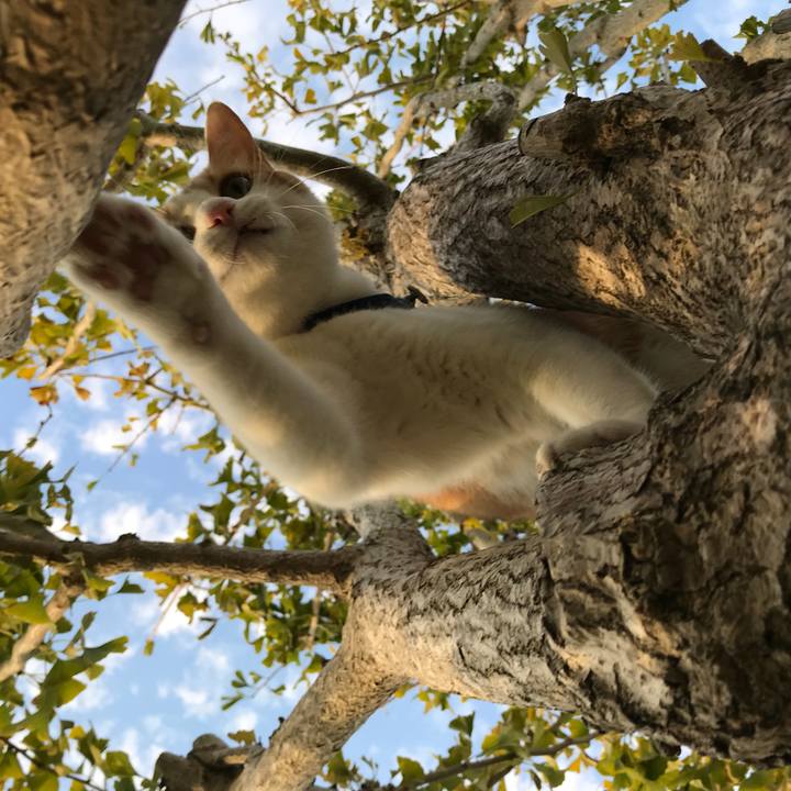 110fddcd 51c4 479d 8fad 62aa5c65a13b 1509605880270