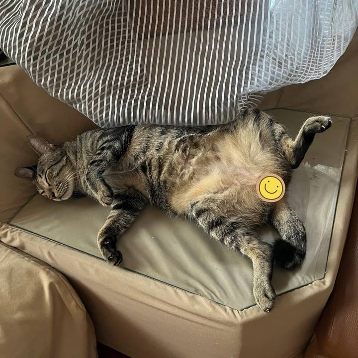 111082ff 6efb 4418 a384 7e226e300a36 1766484733094