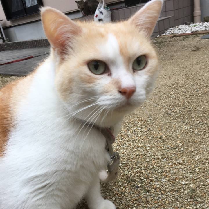 1112015a c01f 4466 96ef 7e295c6d2d51 1507851972919