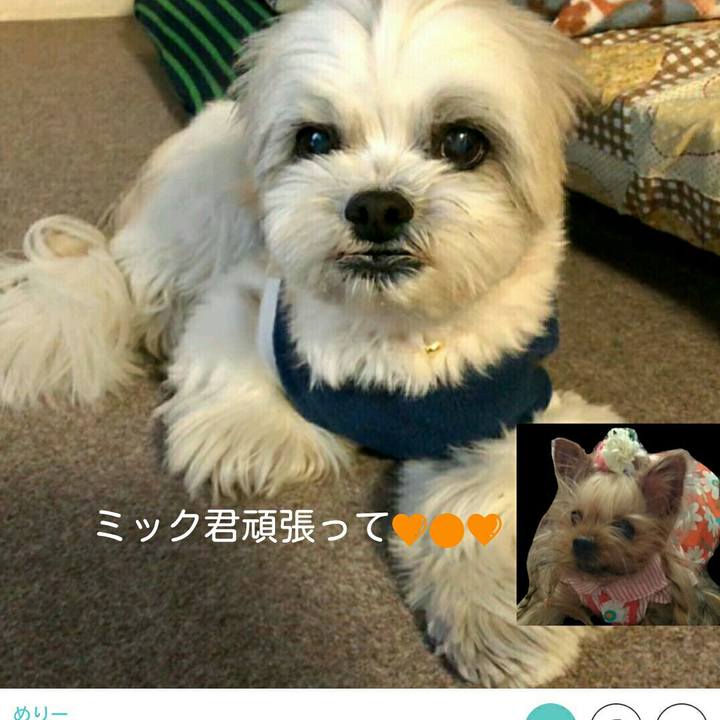 11146da6 8d5e 4238 870b 77c402f8b680 1522683829569