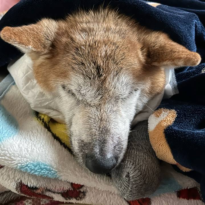 1116971f 6e8a 493d 9105 47c800a9faab 1765687381096