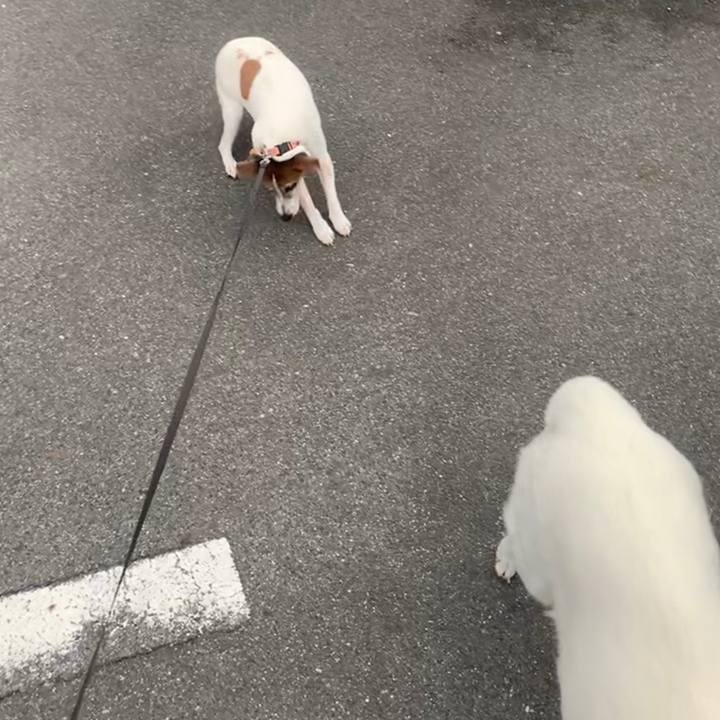 111af4e7 731c 4ab7 8daf 643ce2458da6 1559477511202