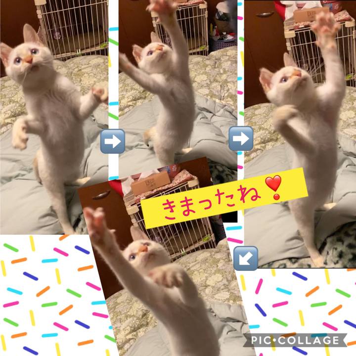 111ca169 279b 4c0a 9ad8 f7f1f2fdb44a 1575393595848