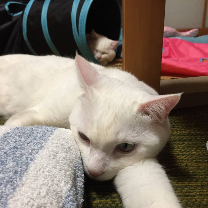 11205428 56ef 4d08 b71e 26ac8235a454 1516883326469