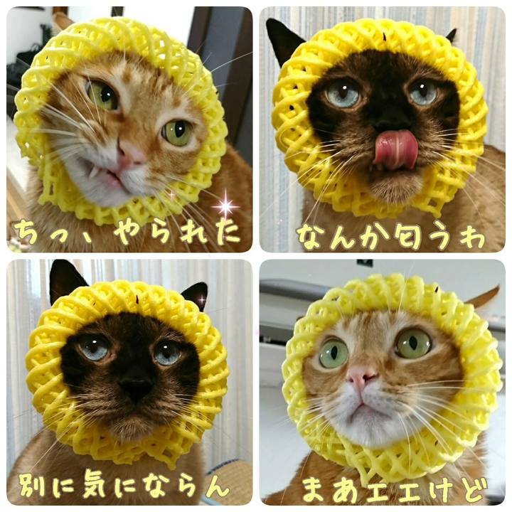 112773e1 56b9 4ce2 8a49 377177d91ca8 1534247852679