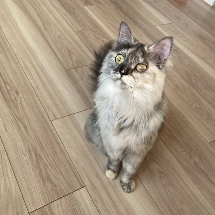 1127b729 68ff 480d 9334 4597aa1394c2 1744097607311