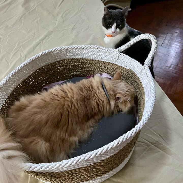 1127c819 2fa2 4ba0 b631 34b449f26770 1767051050206