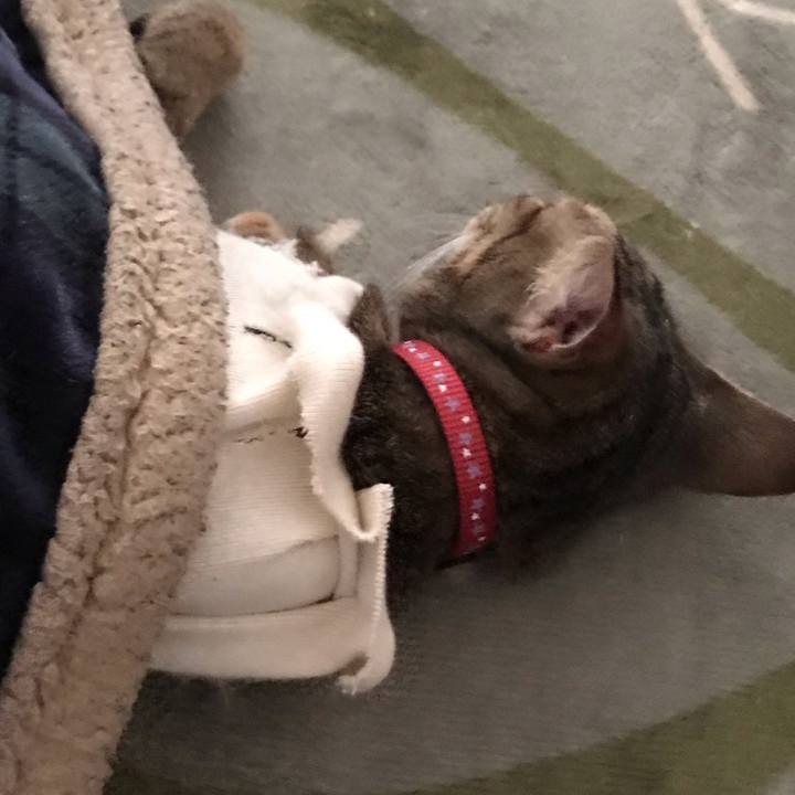 1128002c 999b 45cd 8e31 dc359e733bcf 1581229831372