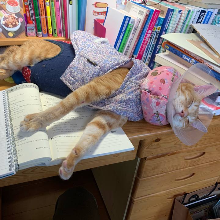 1129d7fb 0cc4 45d9 8883 fe64f4d831bf 1621741374804