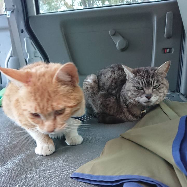 112b2bde c70a 4aae aba4 78a9e26571fb 1559126778472