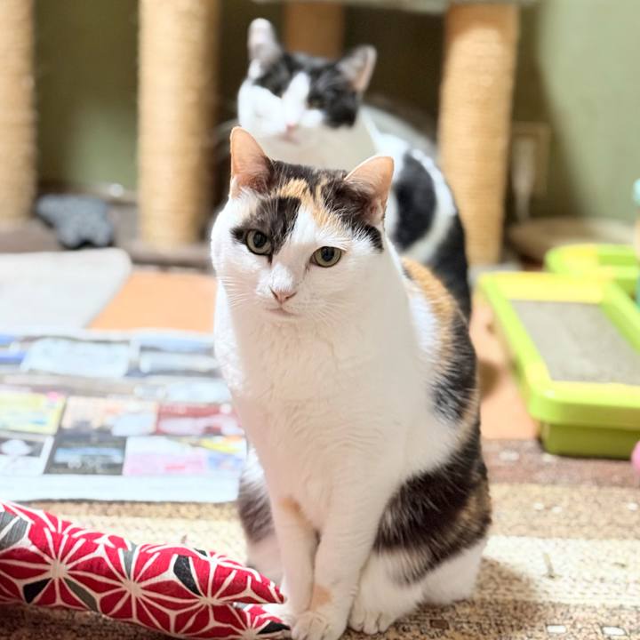 1135c7d4 0dbf 43cc acc2 186780c72382 1768096088819