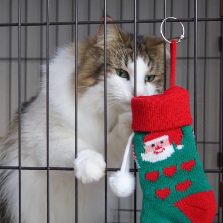 11364165 c37a 4f2d 9fc3 de7c615328af 1545626687230