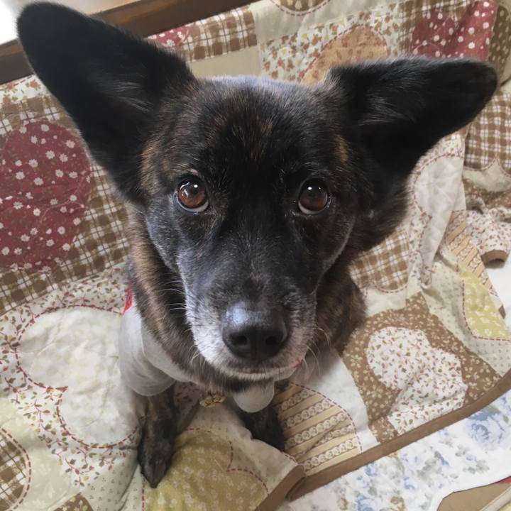 11378922 0c1c 417d a421 bbf319b0dbd5 1511155266652