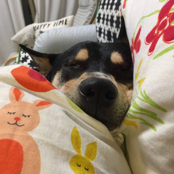 1138ce75 1f0f 44d4 9b2a 3a7eb596cddc 1541255578878