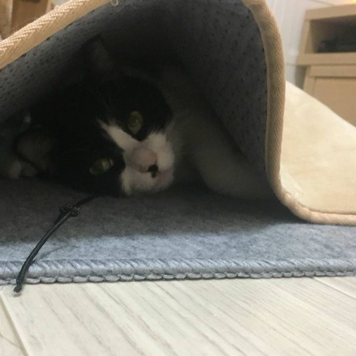 113b7c78 5cfa 434f a478 9ec380b2b2c9 1541119301886