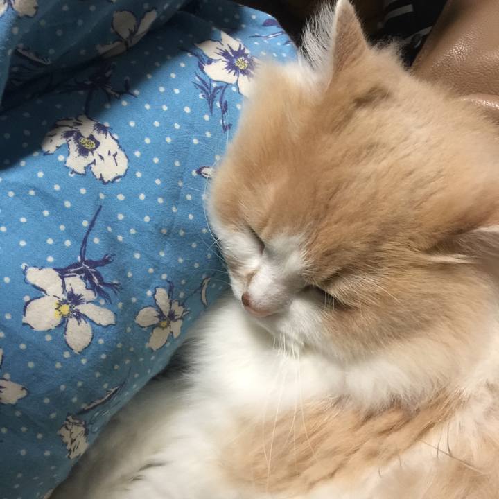 113b89f3 6e21 4661 978b 53180ee23bcc 1534769875721