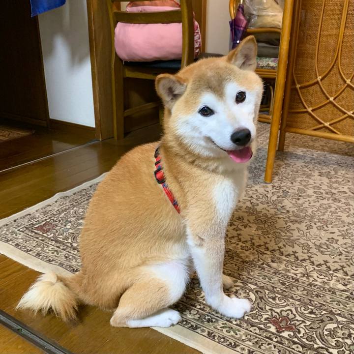 113f065c fca5 4fe6 869b d4bfccae958b 1692443188311