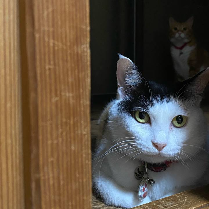 113f88c8 315e 4ca9 a019 30ec28b21f68 1752406306922