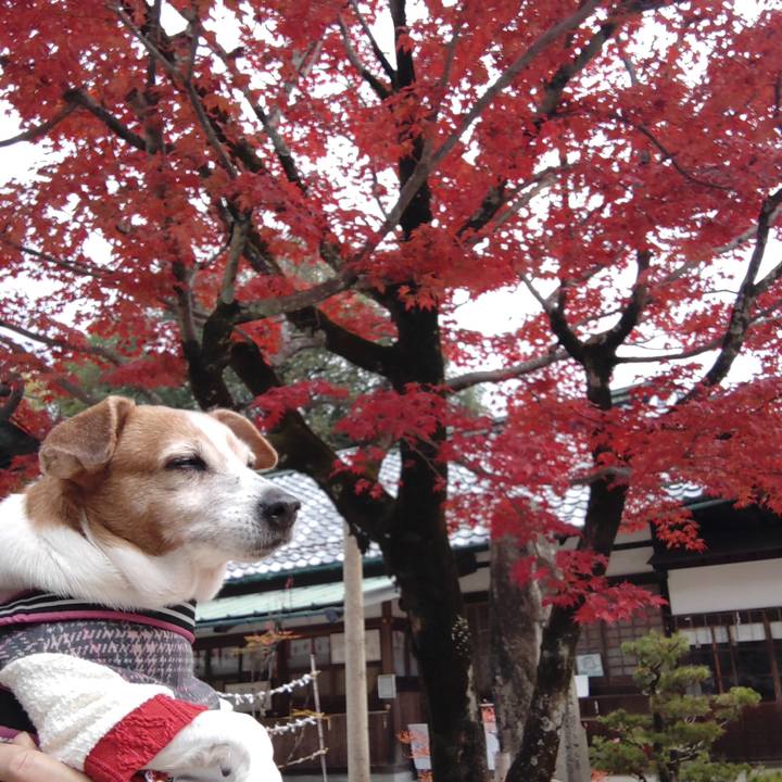 114082a5 4517 454a 8915 6a44e0d69725 1764755663813