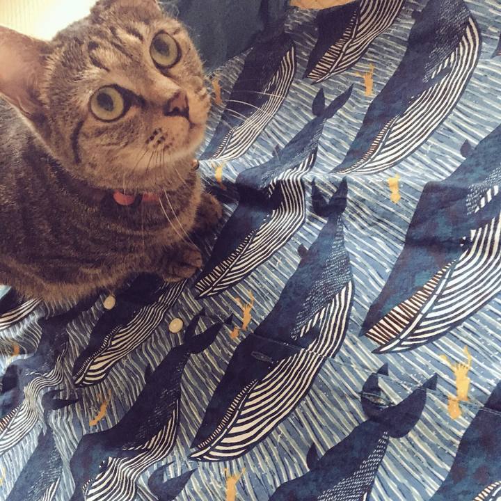 11433c6d 657e 452c b855 feeaac133078 1537864061369