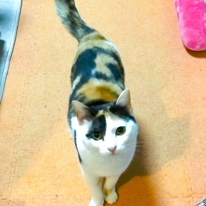 1144ca43 b6ae 41ff a66c 828680e1c8bb 1526825812328