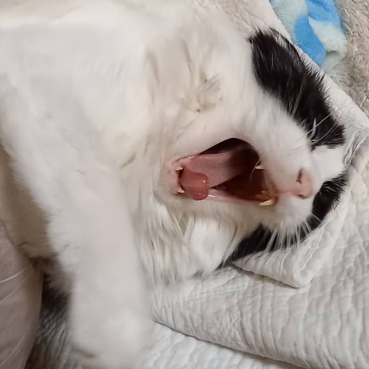 114a036c 55a8 424b a429 820fe3bce53c 1641417978499