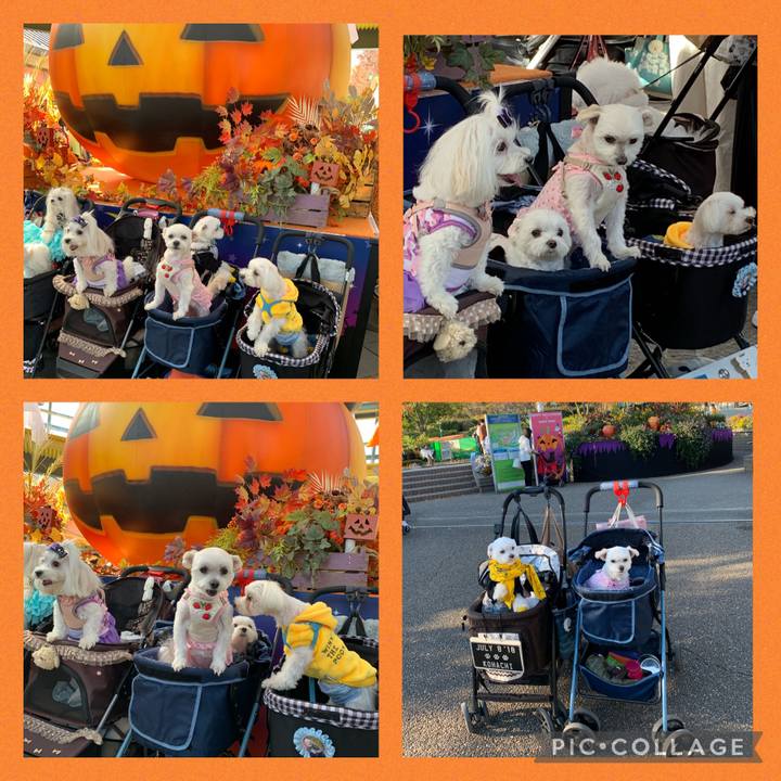 114c0117 6c61 46df 841b 341269cb31bc 1635931087671