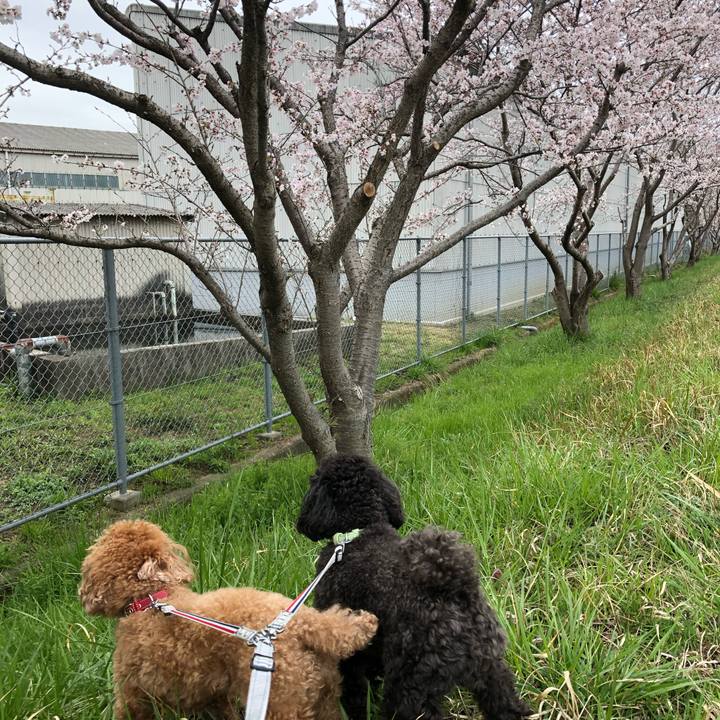 114d8ad7 f372 4c48 bd6b e539e483902e 1585635304464