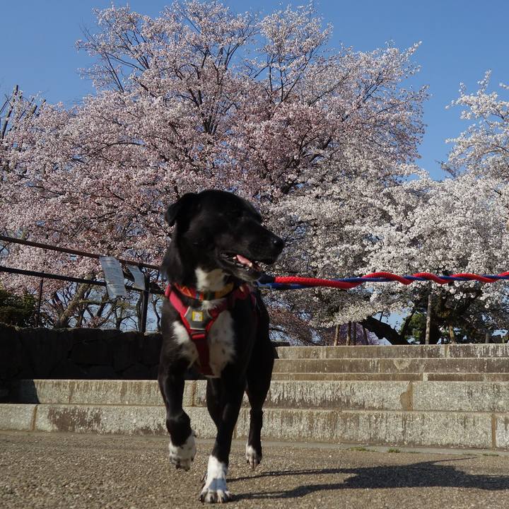 114ec755 063b 4c68 844d 252456a6d14c 1585960010515