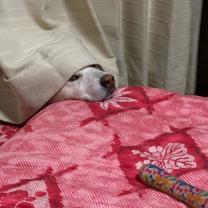 114ee2ea 748c 4b7c a326 2821d3839fbb 1664023995518