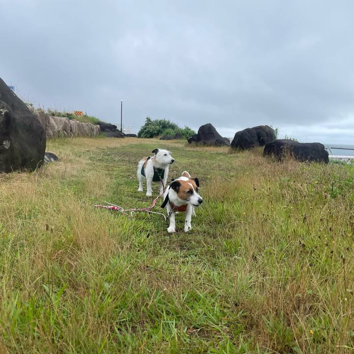 1153dc8c 24b5 4744 96b8 d4ba9f9e3ce5 1720652529862